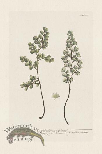 BEE 367 The True Maiden-Hair